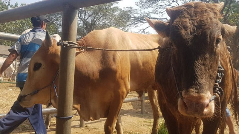 Purwakarta Antisipasi Hewan Qurban Terjangkit Antraks Fakta Jabar