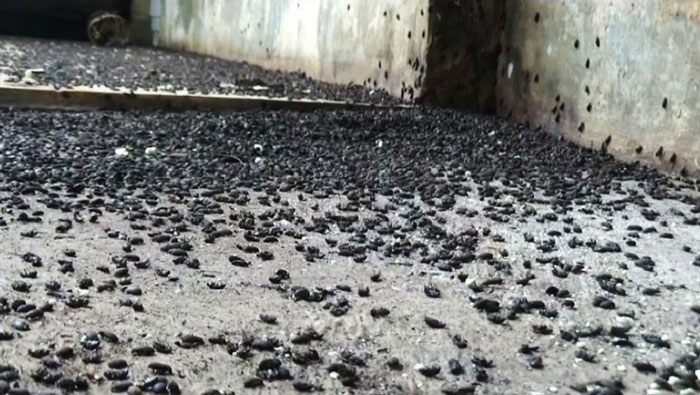 Ribuan Lembing Hitam Serang Sejumlah Rumah Di Purwakarta Fakta Jabar