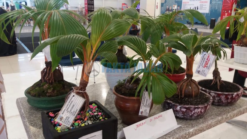  Unik  Semua Jenis Bonsai  Kelapa  Jadi Tanaman Hias Fakta 