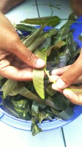 Memanfaatkan daun mangga di lingkungan sekolah untuk diolah menjadi dendeng